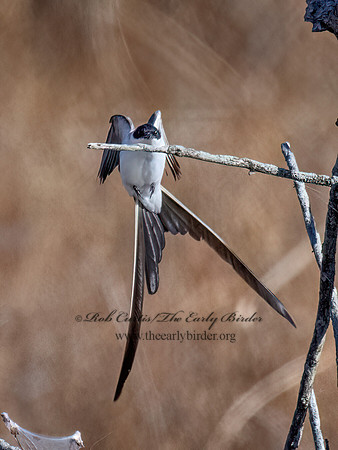 Tyrannus savana  FORK-TAILED FLYCATCHER 9072038z