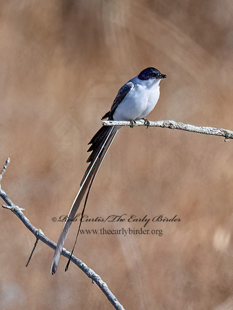 Tyrannus savana  FORK-TAILED FLYCATCHER 9072042z
