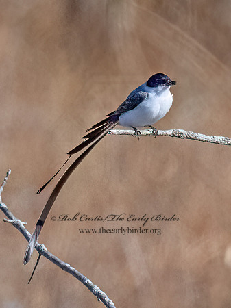Tyrannus savana  FORK-TAILED FLYCATCHER 9072043z