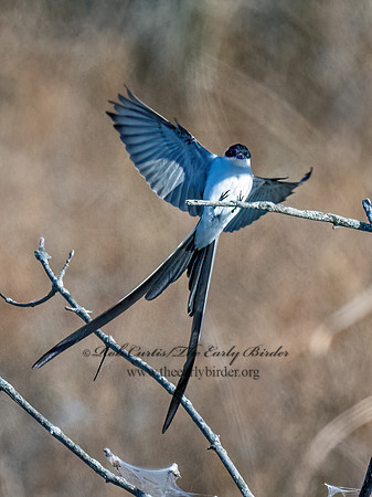 Tyrannus savana  FORK-TAILED FLYCATCHER 9072040z