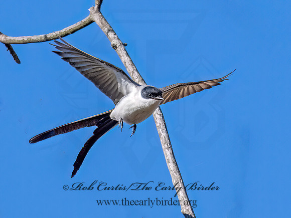 Tyrannus savana  FORK-TAILED FLYCATCHER 9072057z