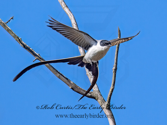 Tyrannus savana  FORK-TAILED FLYCATCHER 9072058z