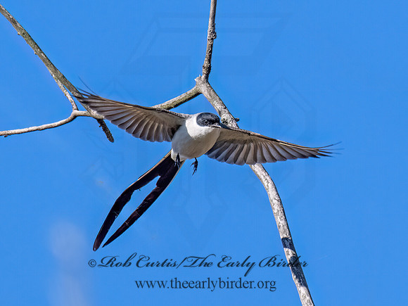Tyrannus savana  FORK-TAILED FLYCATCHER 9072056z