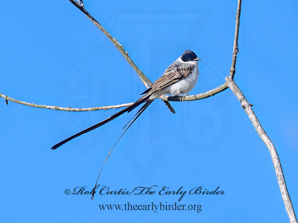 Tyrannus savana  FORK-TAILED FLYCATCHER 9072048z