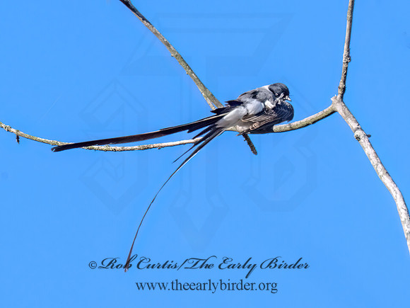Tyrannus savana  FORK-TAILED FLYCATCHER 9072054z