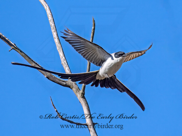 Tyrannus savana  FORK-TAILED FLYCATCHER 9072059z