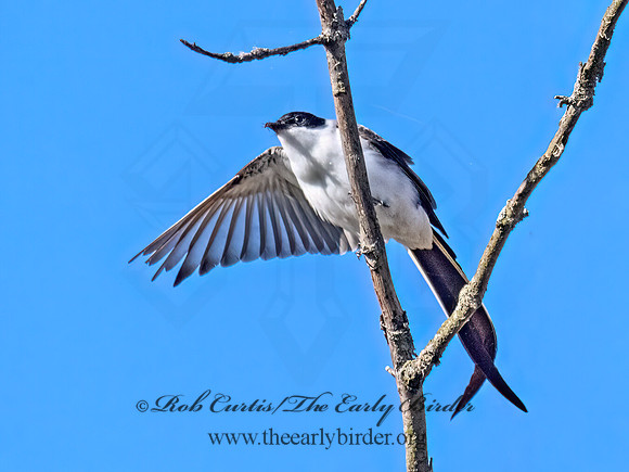 Tyrannus savana  FORK-TAILED FLYCATCHER 9072063z
