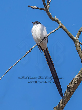 Tyrannus savana  FORK-TAILED FLYCATCHER 9072077z