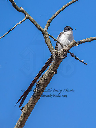 Tyrannus savana  FORK-TAILED FLYCATCHER 9072082z
