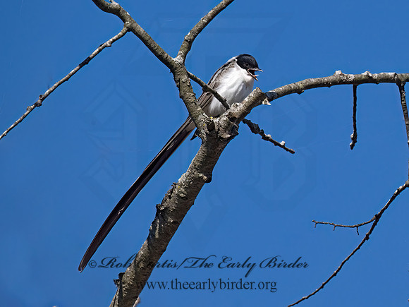 Tyrannus savana  FORK-TAILED FLYCATCHER 9072092z
