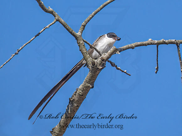 Tyrannus savana  FORK-TAILED FLYCATCHER 9072098z