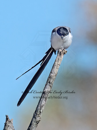 Tyrannus savana  FORK-TAILED FLYCATCHER 9072108z