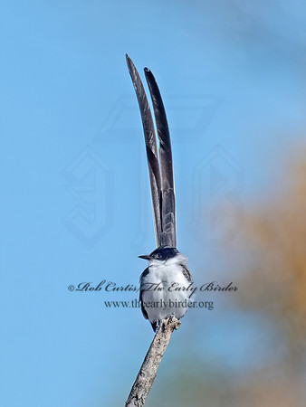 Tyrannus savana  FORK-TAILED FLYCATCHER 9072110z