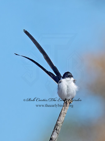 Tyrannus savana  FORK-TAILED FLYCATCHER 9072104z