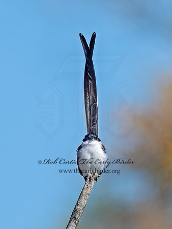 Tyrannus savana  FORK-TAILED FLYCATCHER 9072111z