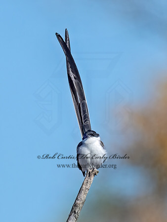 Tyrannus savana  FORK-TAILED FLYCATCHER 9072114z