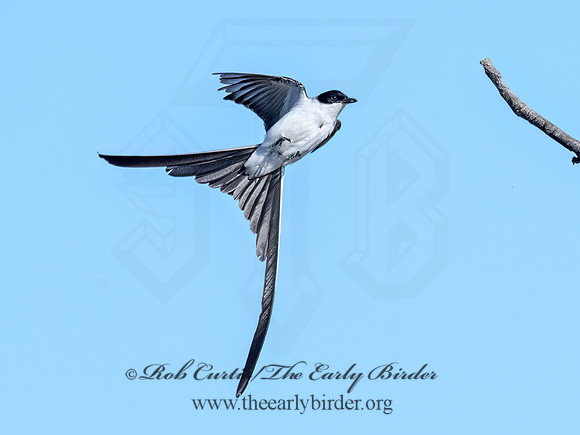 Tyrannus savana  FORK-TAILED FLYCATCHER 9072119z