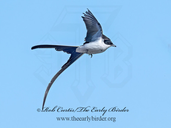 Tyrannus savana  FORK-TAILED FLYCATCHER 9072120z