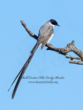 Tyrannus savana  FORK-TAILED FLYCATCHER 9072129z