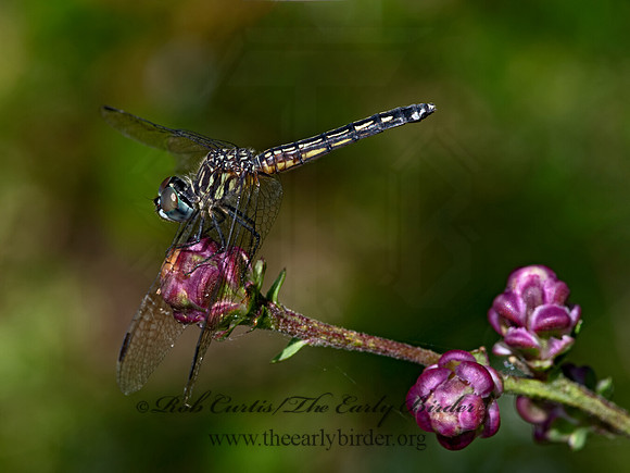 Pachydiplax longipennis BLUE DASHER 3023016