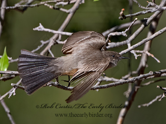 Sayornis sayi  SAY'S PHOEBE 3037219z