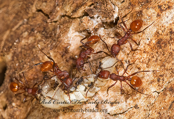 Aphaenogaster tennesseensis 8007123z