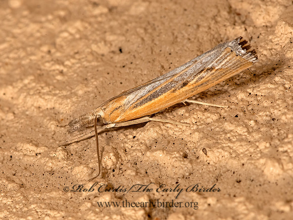 Pediasia trisecta  SOD WEBWORM 3023202z