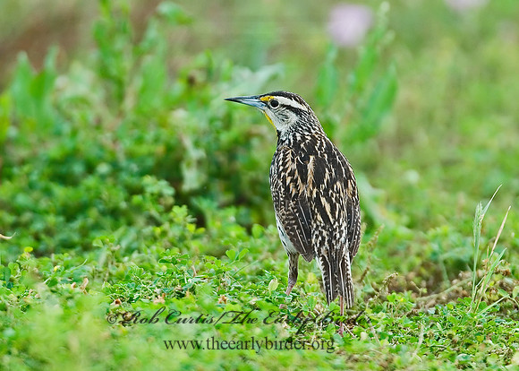 Sturnella magna  EASTERN MEADOWLARK 7003808z