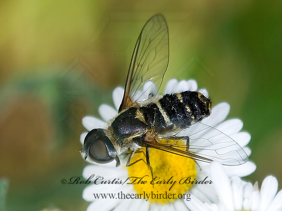 Villa lateralis  BEE FLY 7005392z