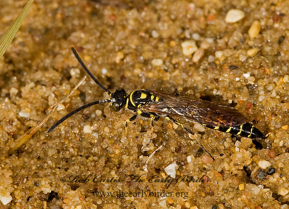 Myzinum maculatum 8017728z