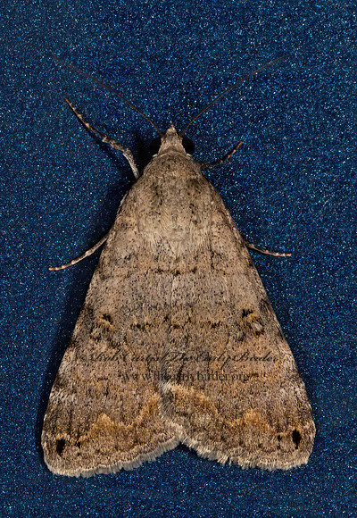 Bulia  MELIPOTINI OWLET MOTH 3038017z