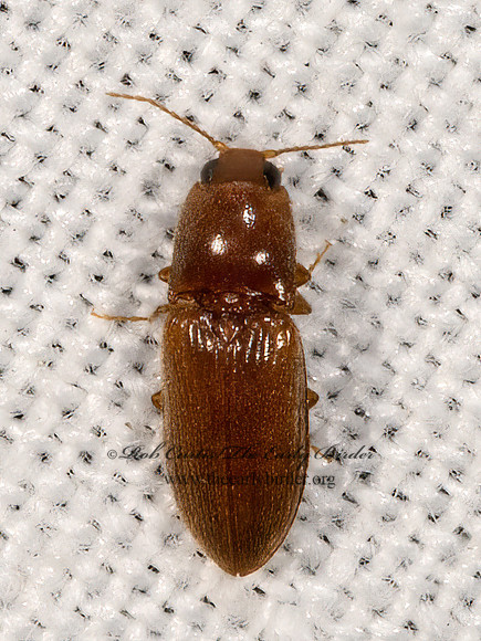Esthesopus parcus  CLICK BEETLE 3038911z