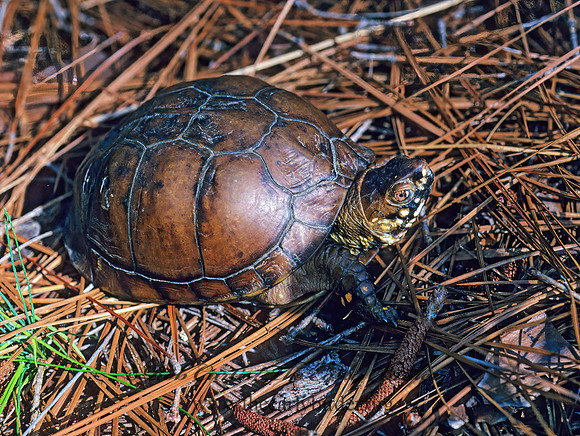 Terraoene carolina triunguis  3-TOED BOX TURTLE 169404z