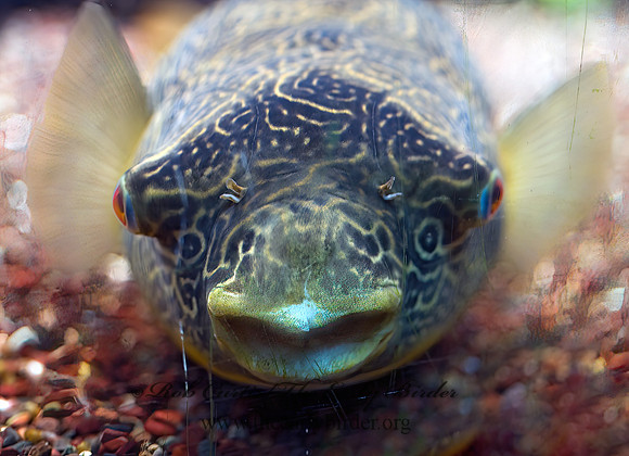 Tetradon mbu  CONGO RIVER PUFFER 8016105z