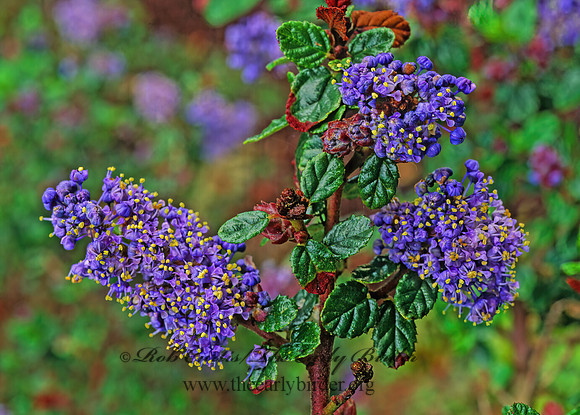 Ceanothus   AUTUMNAL BLUE 147422z