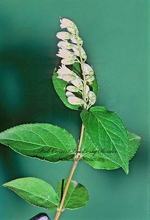 Philadelphus  MOCK ORANGE 266403z
