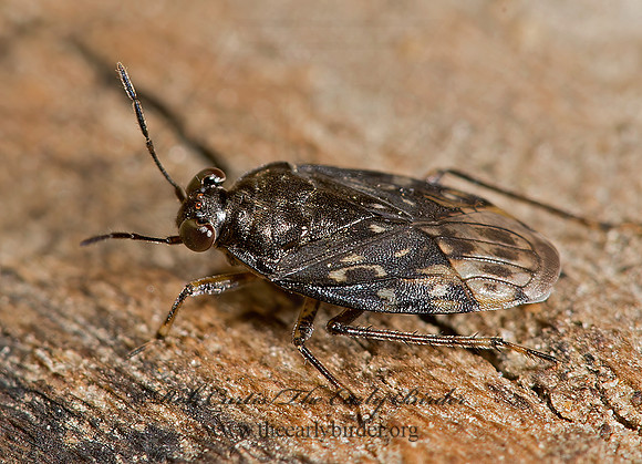 Saldula pallipes complex  SHORE BUG 9014855z