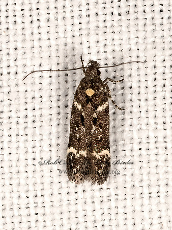 Chionodes abella complex TWIRLER MOTH 3037913z