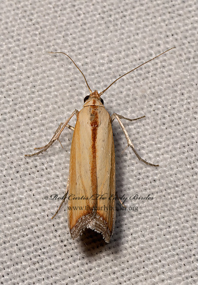 Ufa senta  PHYCITINI PYRALID MOTH 3036599z