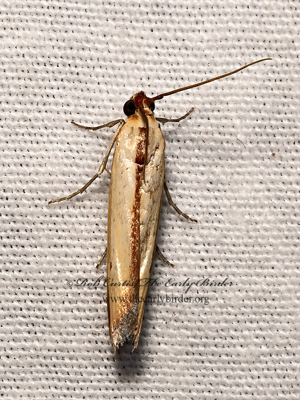 Ufa senta  PHYCITINI PYRALID MOTH 3036611z