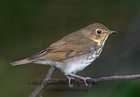 Catharus ustulatus  SWAINSON'S THRUSH 9005239z