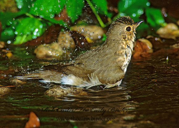 Catharus ustulatus  SWAINSON'S THRUSH 190028z