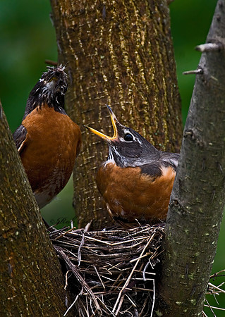 Turdus migratorius  AMERICAN ROBIN 6005538z