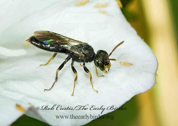 Perdita (Perdita) halictoides 5010733z