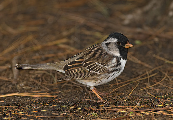 Zonotrichia querula  HARRIS'S SPARROW 7014510z