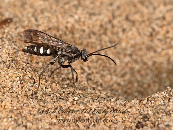 Episyron quinquenotatus  POMPILINI SPIDER WASP 9047552z