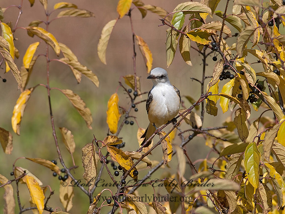 Tyrannus forficatus SCISSOR-TAILED FLYCATCHER 8029630z