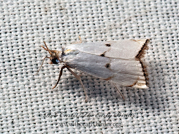 Argyria gonogramma  CRAMBID SNOUT MOTH 9050463z