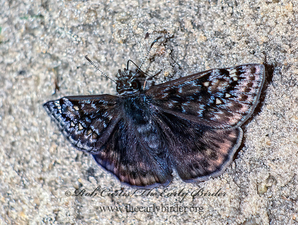 Erynnis juvenalis  JUVENAL'S DUSKYWING  13908-9z