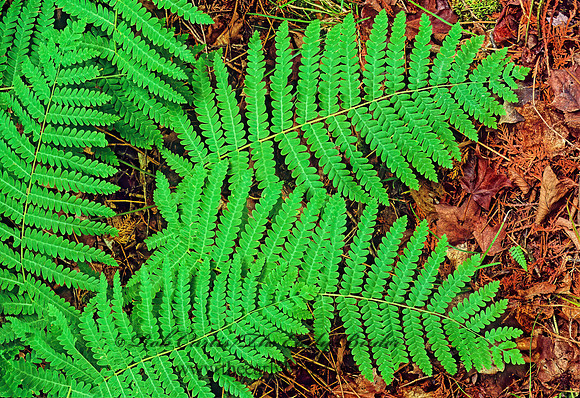 Osmundastrum cinnamomeum  CINNAMON FERN 208209z